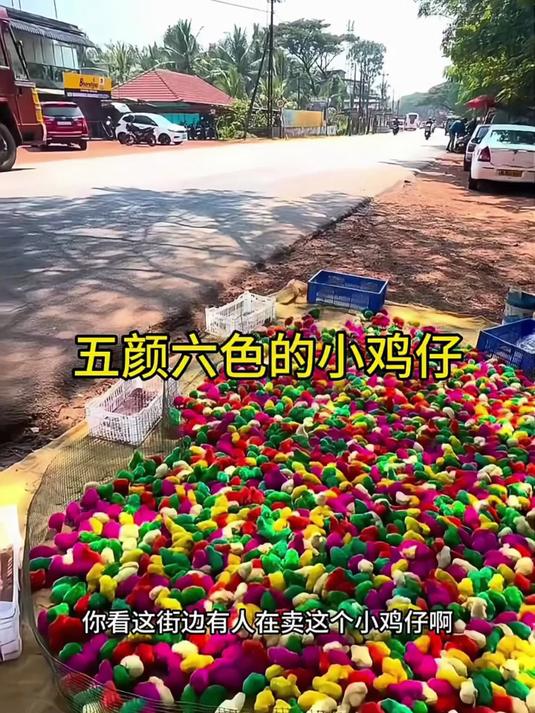 这些小鸡仔怎么五颜六色的啊