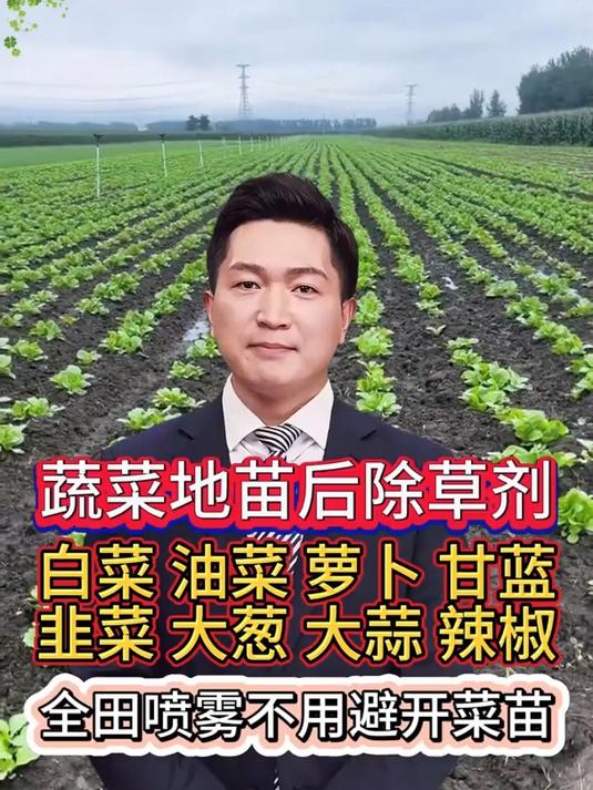 蔬菜地苗后除草剂,自菜油菜萝卜甘蓝,全田喷雾不用避开菜苗