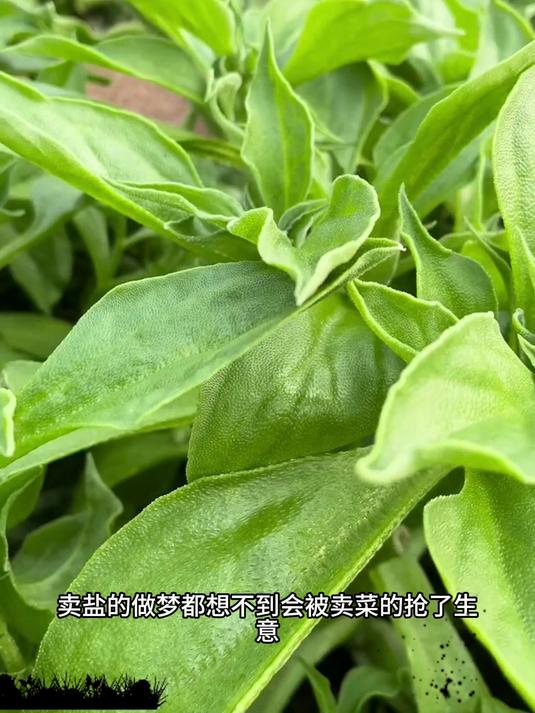 冰菜种子棒,新手也能种得旺