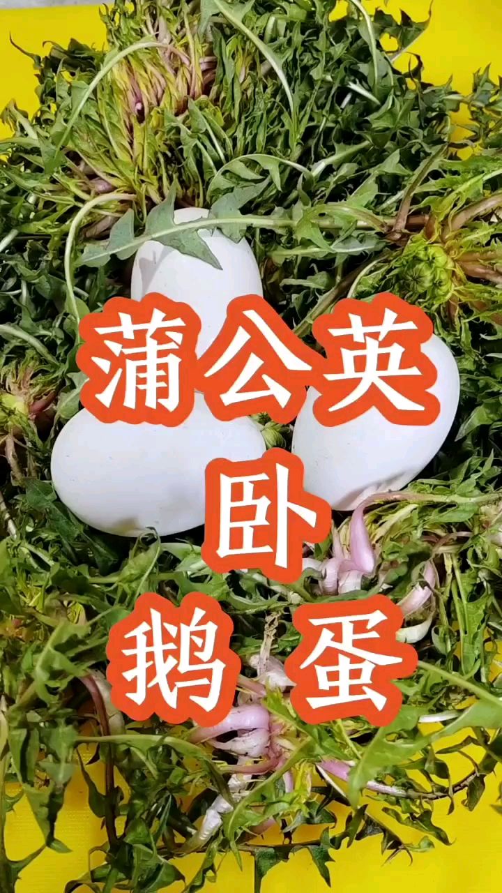 蒲公英鹅蛋的好处有很多
