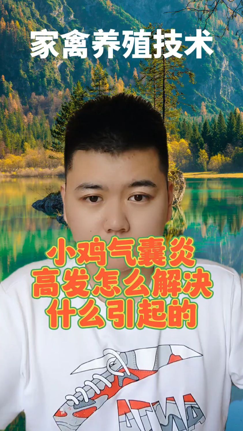 #鸡气囊炎用什么药鸡气囊炎是怎么引起的鸡气囊炎简单治疗方法鸡气囊炎死亡率有多高
