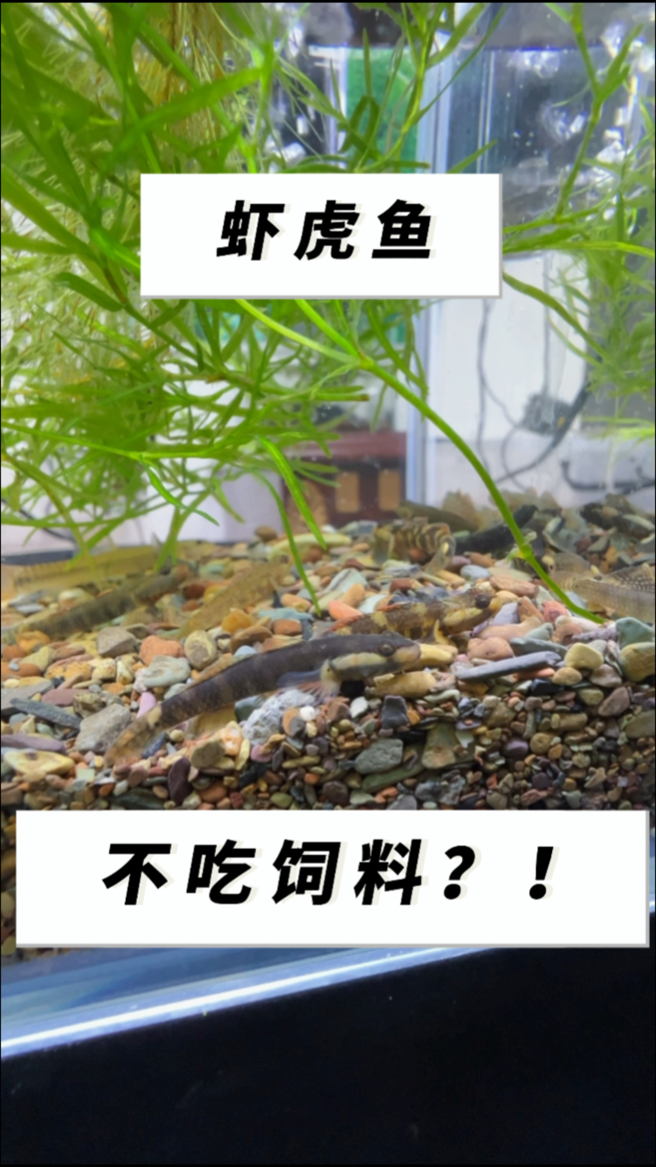 虾虎鱼不吃饲料怎么办?