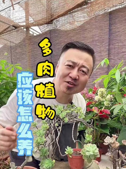 家里的多肉植物，应该怎么养呢？