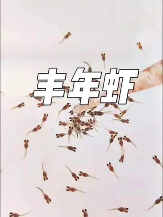 鱼苗想快速长大?试试高蛋白丰年虾幼虫!发色佳