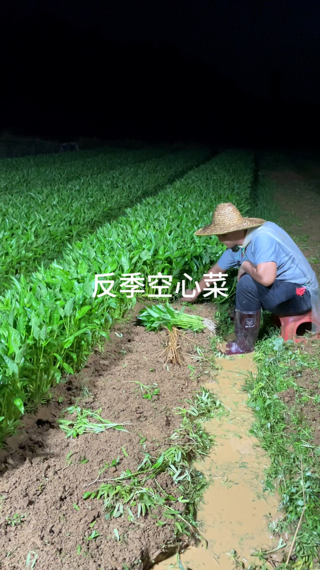 最有优势的时候就是种植反季空心菜的时候了