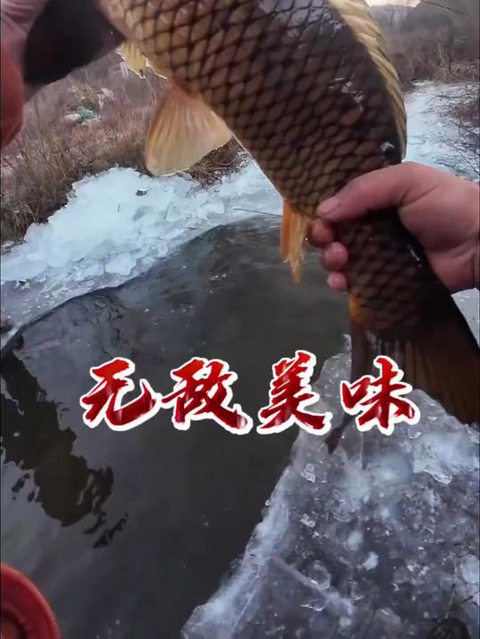 沉浸式体验东北的棒打袍子瓢舀鱼，大鲤鱼冻懵了