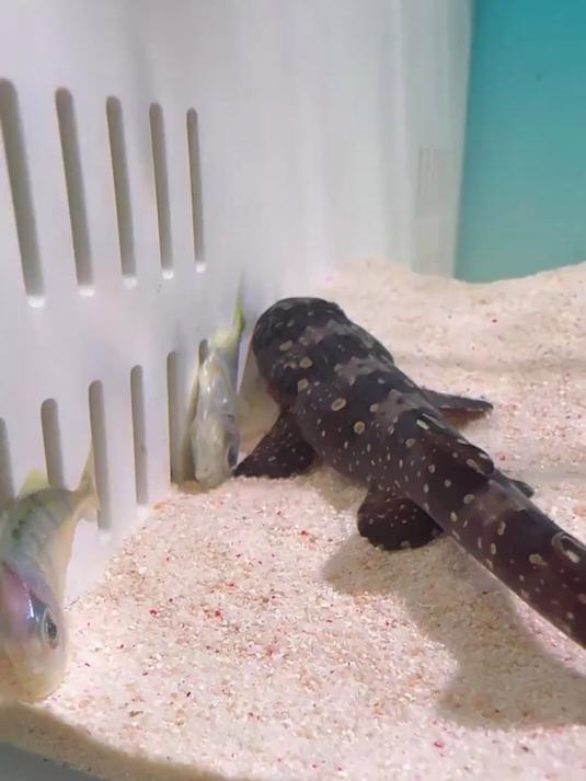 小鲨鱼竟然把小弟鱼吃了