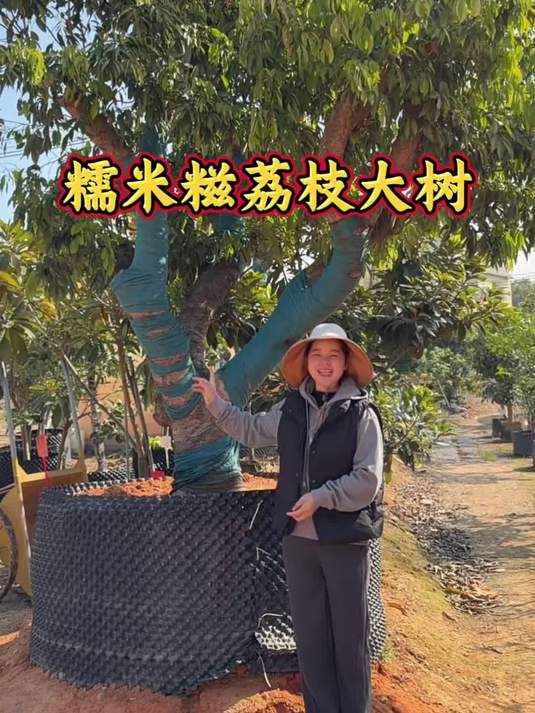 树形优美的荔枝大树 你家种上了吗?糯米糍荔枝大树 核小肉厚