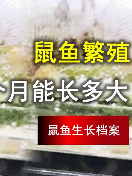 鼠鱼一个月长多大,这也没有多大,啥时候能长3厘米