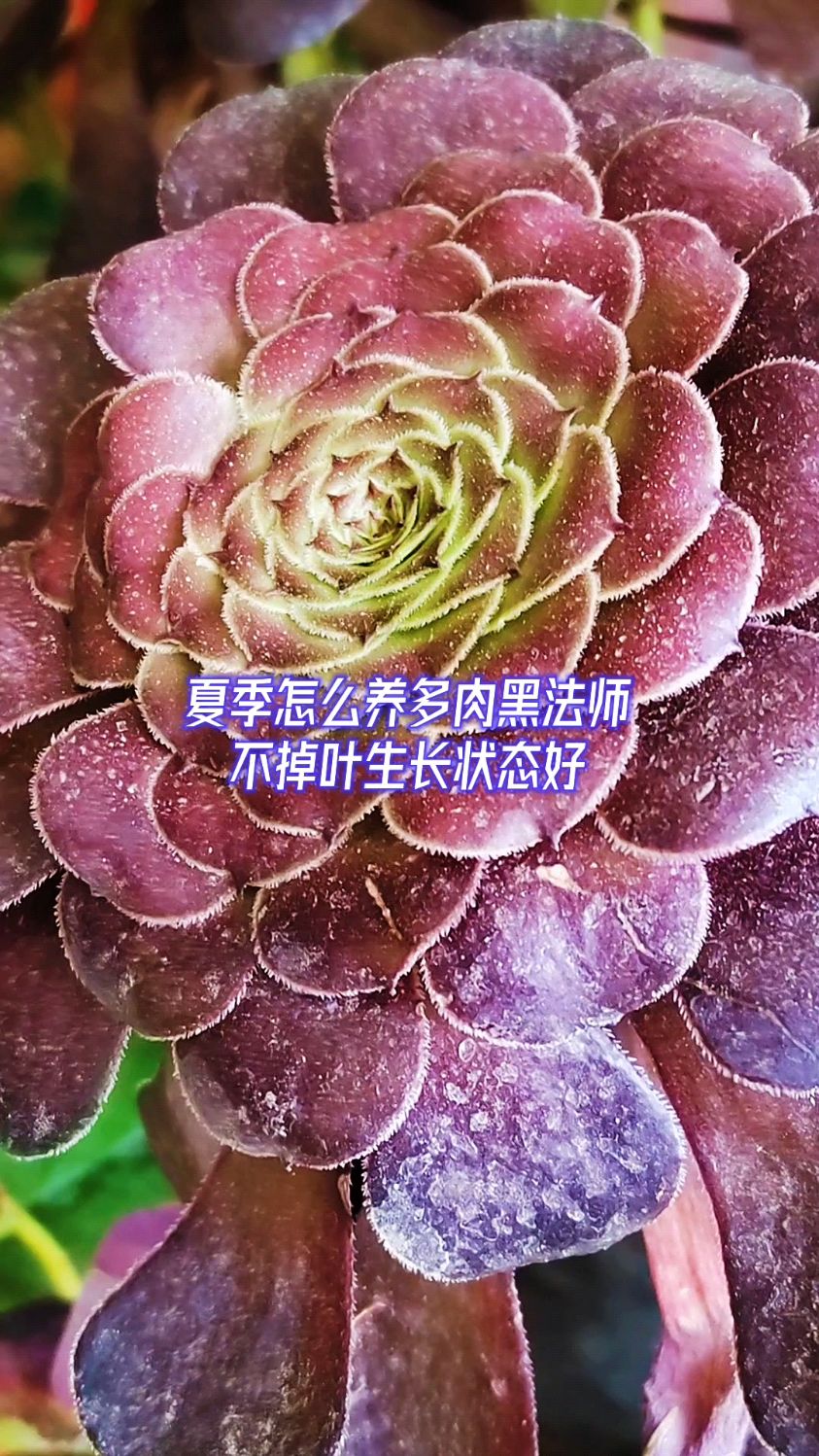 夏季怎么养多肉黑法师?不掉叶生长状态好