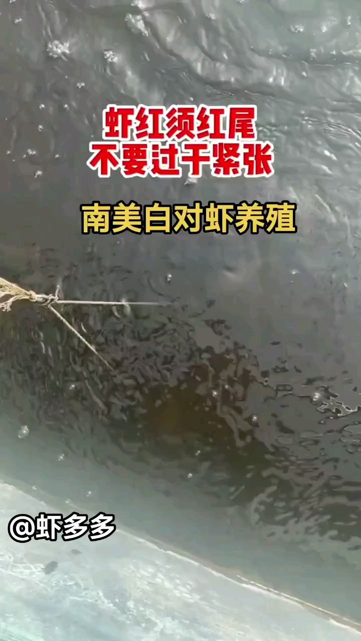 @虾多多 #南美白对虾养殖#工厂化养虾 #养虾人 #土塘养虾#虾姐水产养殖