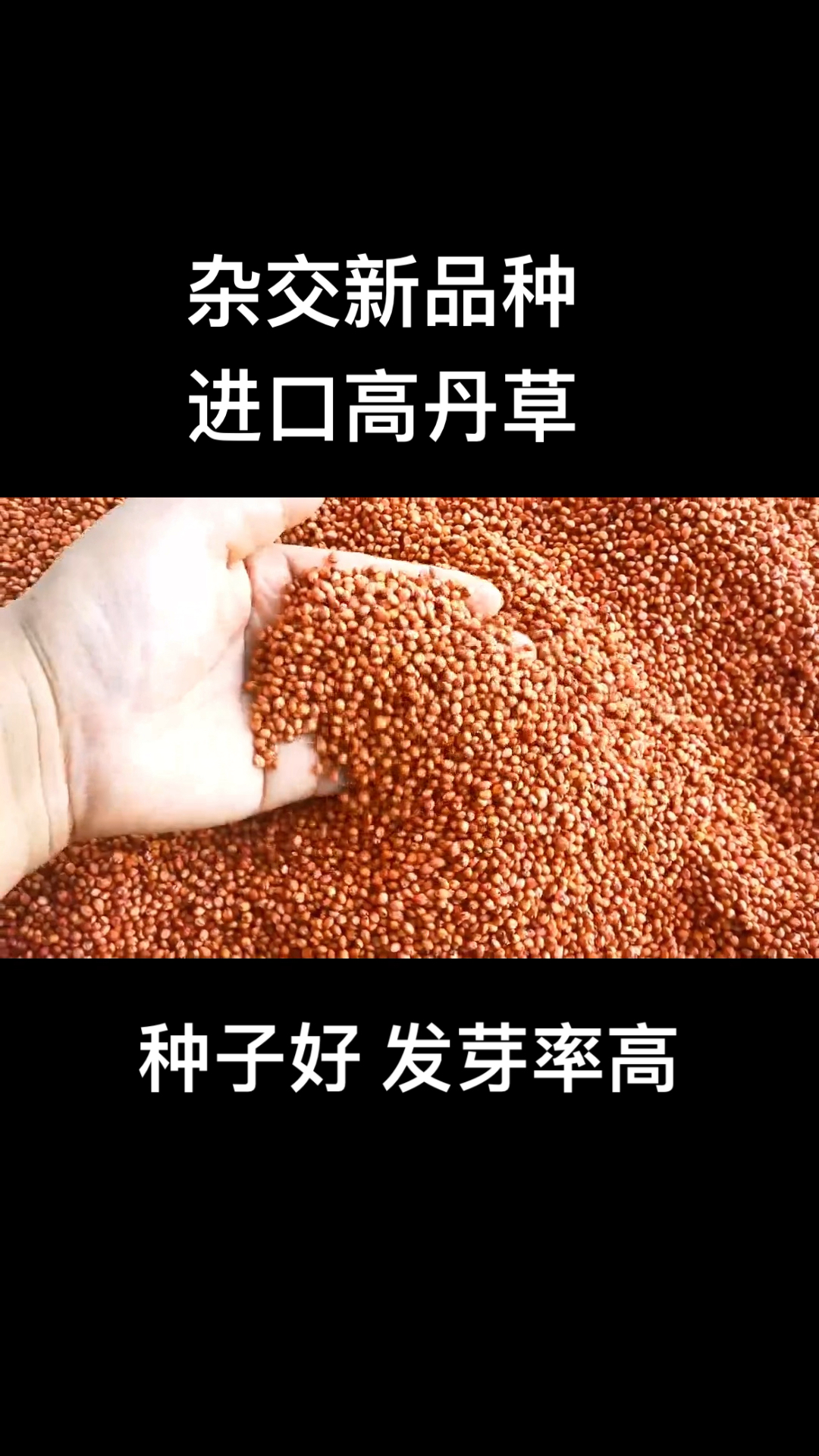 进口高丹草,高粱和苏丹草杂交新品种,种子一种一芽,发芽率高,年收割6～8次!