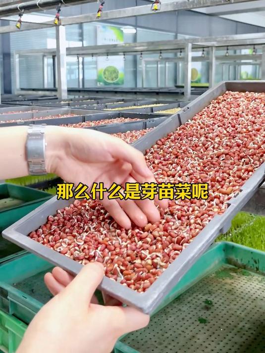 什么是水培芽苗菜 看完你就明白