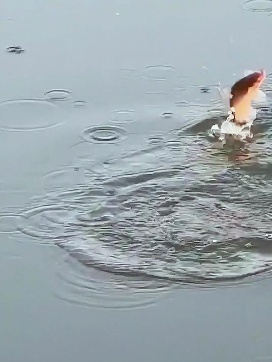 高清七星漂钓鱼漂像视频经典
