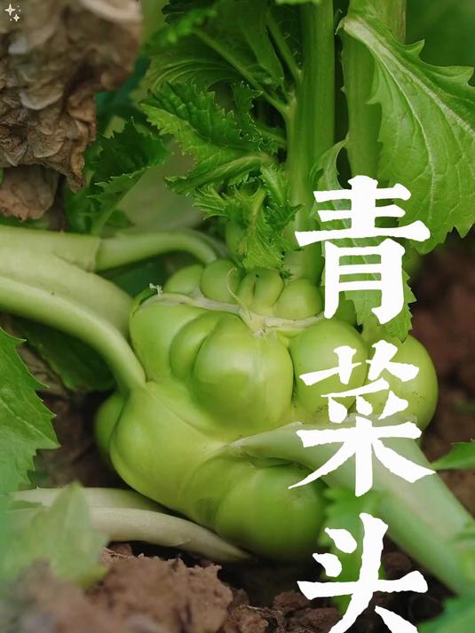 其貌不扬的青菜头原来是涪陵榨菜的原始蔬菜