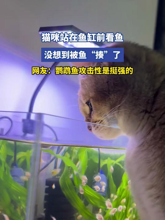 猫咪站在鱼缸前看鱼,没想到被鱼“揍”了,网友:鹦鹉鱼攻击性是挺强的