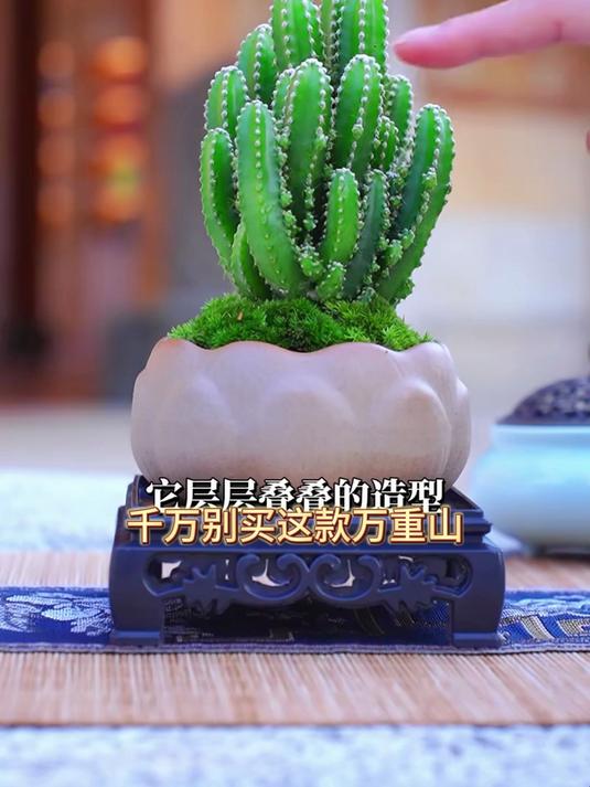 有宠家庭放心养,万重山仙人掌无刺设计,宠物触碰不受伤