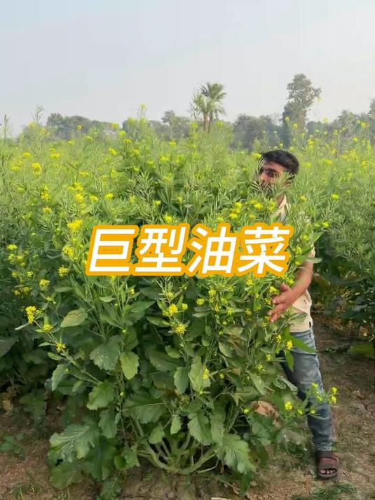 孟加拉农民种出 “巨型芥菜树”,一棵重 2 公斤,产量碾压维加帕蒂#油菜#