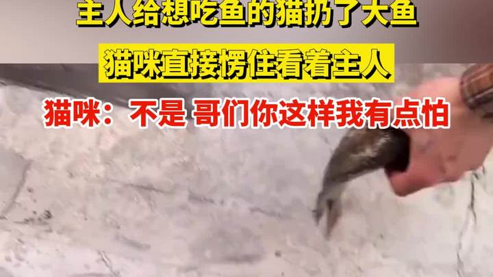 主人给想吃鱼的猫扔了大鱼,猫咪直接愣住看着主人