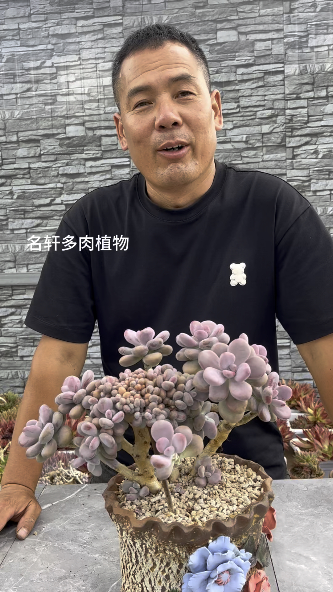 多肉植物桃蛋缀化