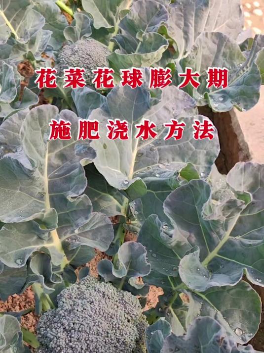 花菜花球膨大期施肥浇水方法