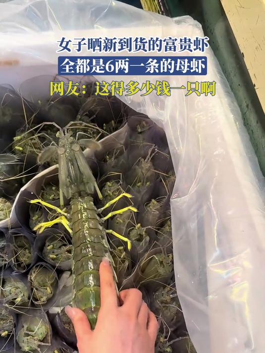 女子晒新到货的富贵虾,全都是6两一条的母虾,这得多少钱一个啊