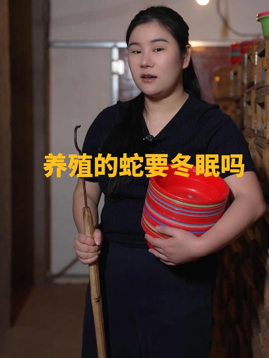 那么问题来了，为什么公蛇不冬眠？ #五步蛇 #蛇 #毒蛇