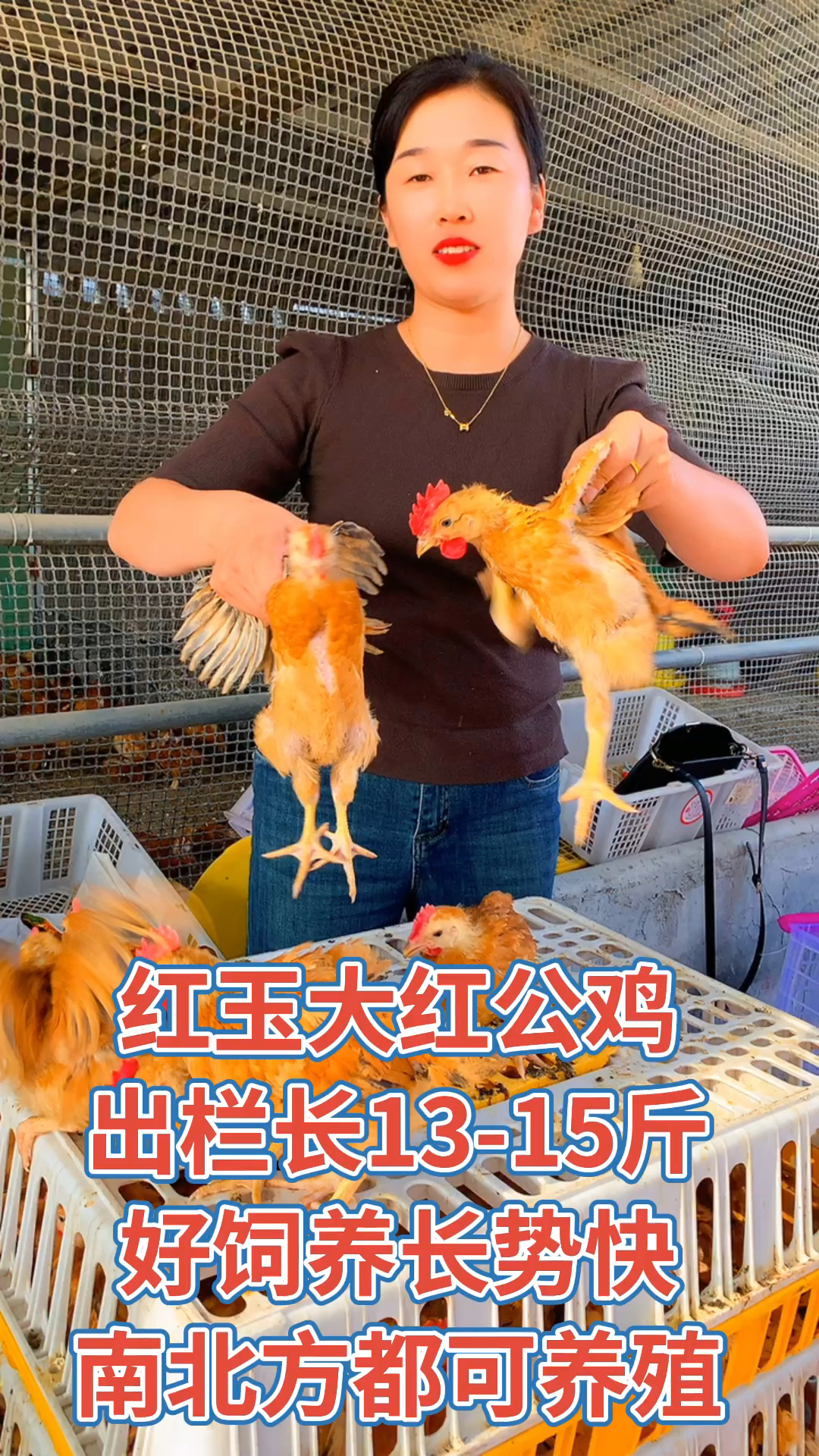 红玉380大公鸡,适合南北方养殖