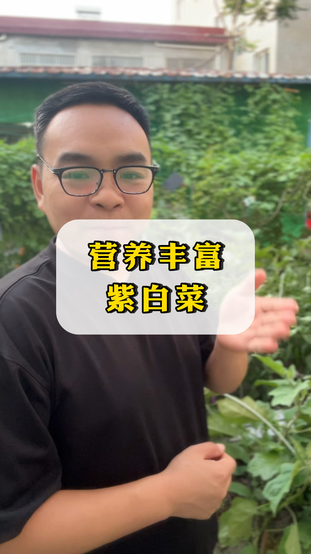 这个菜除非自己种要不吃不到紫白菜营养丰富价格昂贵