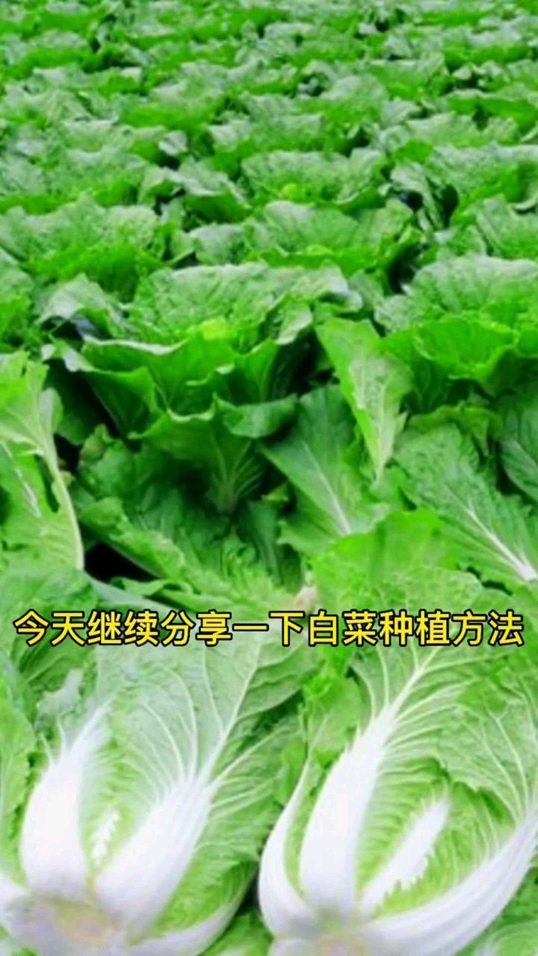 白菜的种植方法