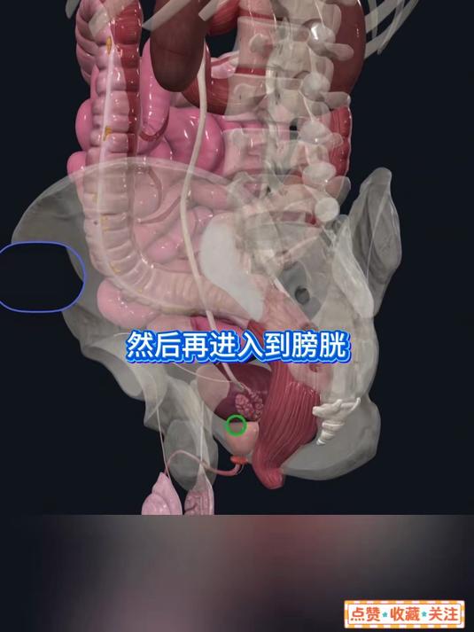 人体解剖-男性脏器位置。