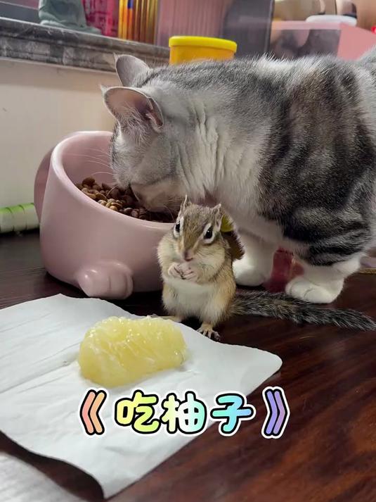 小松鼠也喜欢吃柚子!