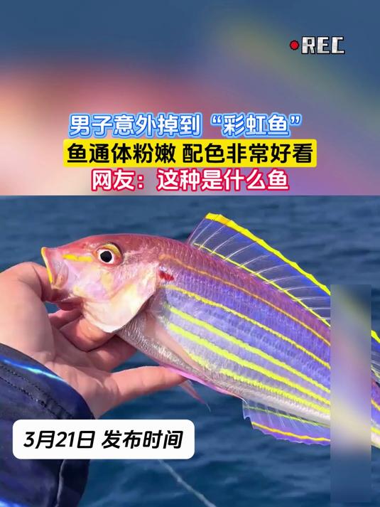 男子意外掉到“彩虹鱼”,鱼通体粉嫩 配色非常好看,网友:这种是什么鱼