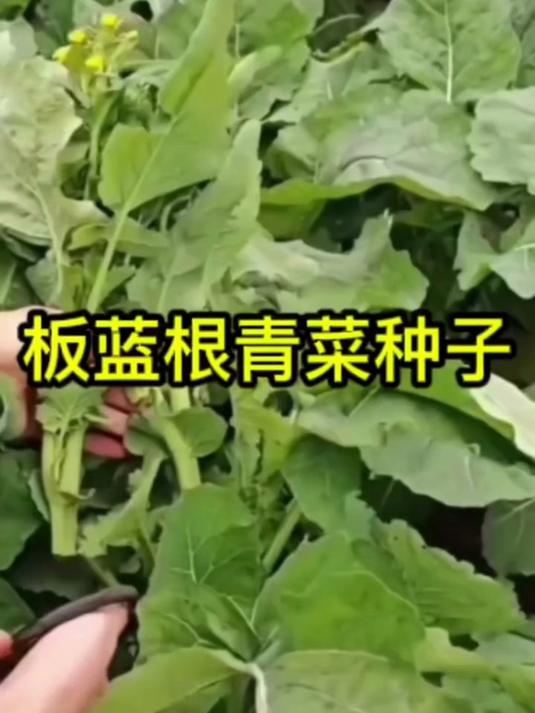 四季可种的“板蓝根”青菜，脆甜无虫害！