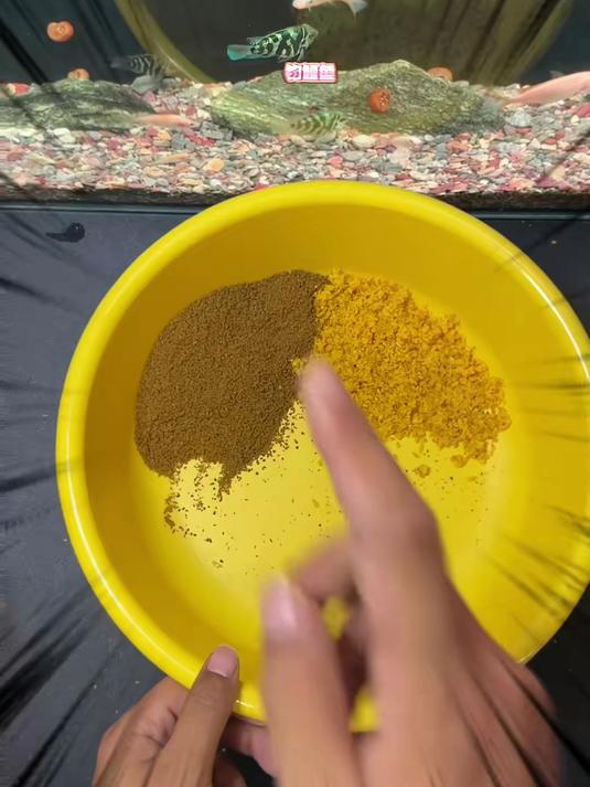 成本不到5毛钱的鲤鱼饵料搭配效果，竟然不输大几十的商品饵料