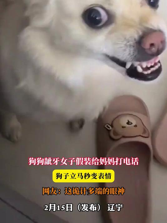 狗狗龇牙女子假装给妈妈打电话,狗子立马秒变表情