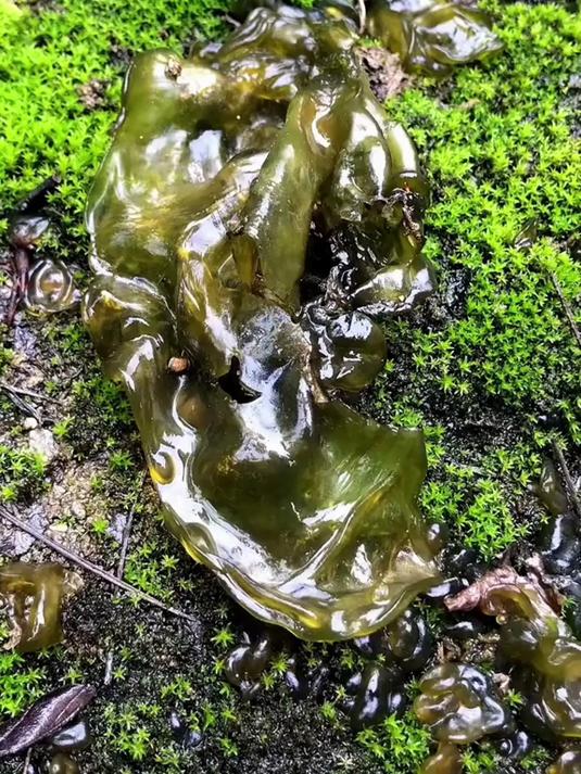 山野珍馐地皮菜滑嫩爽口