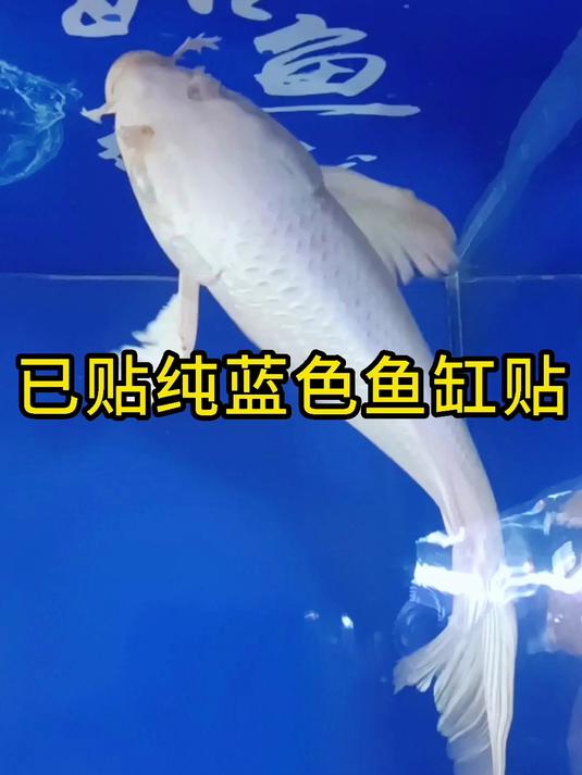 鱼缸美化必备:鱼缸背景纸装饰 鱼缸背景纸图样 鱼缸壁纸