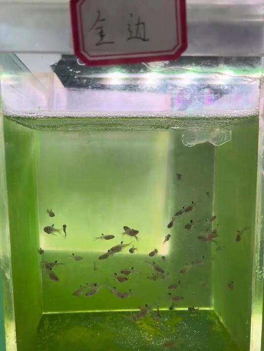 关于饲养鳑鲏鱼苗的分享