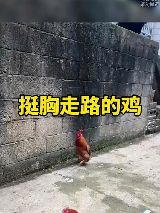 挺胸行走的鸡
