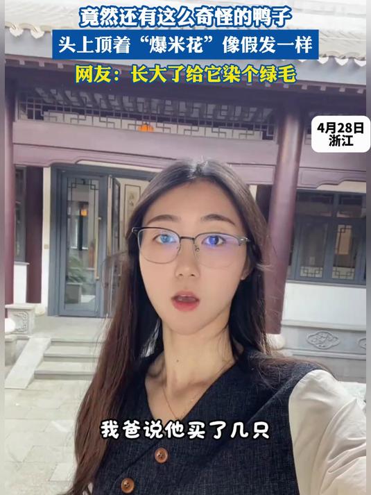 竟然还有这么奇怪的鸭子,头上顶着“爆米花”像假发一样