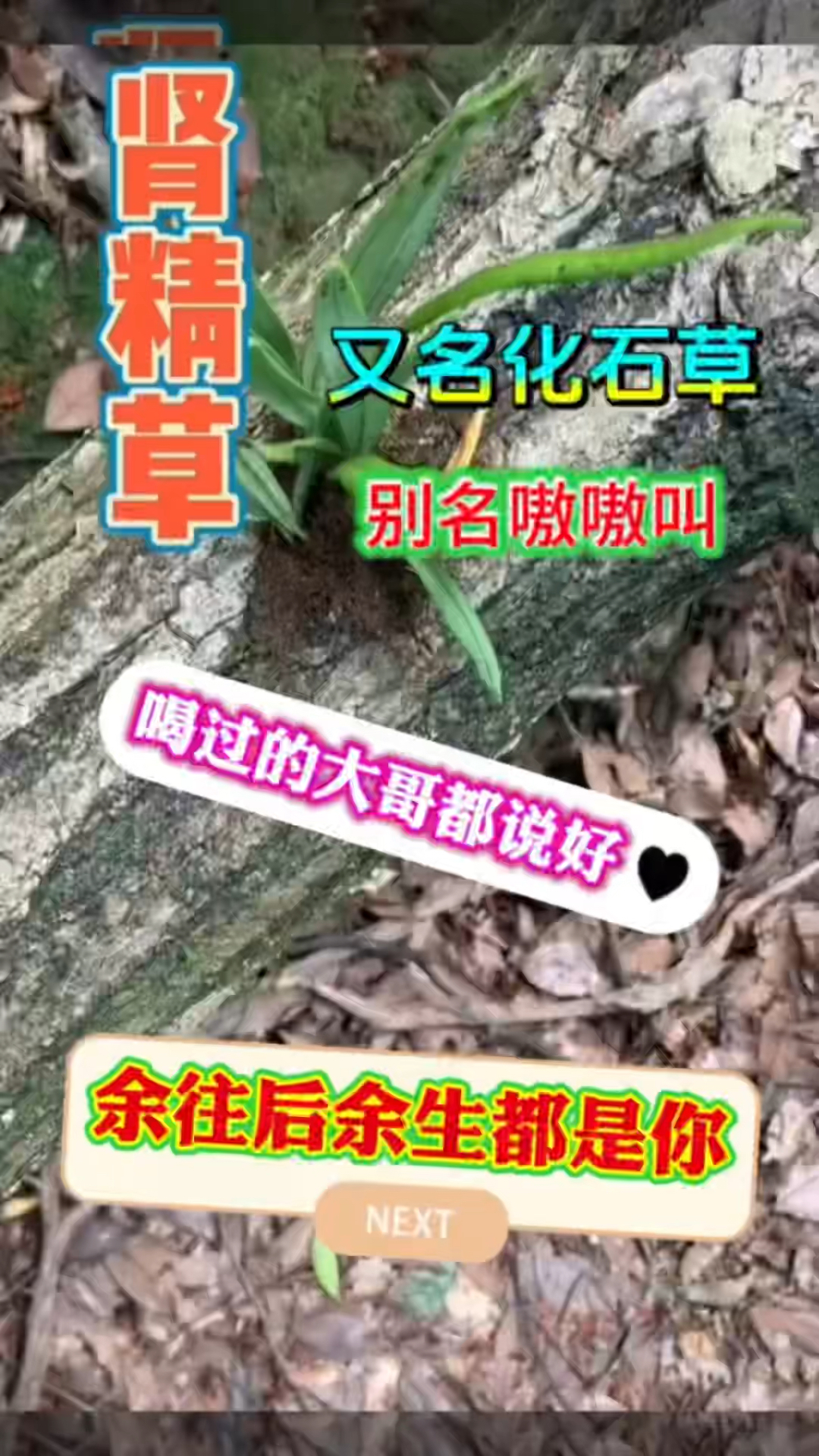 肾精草您知道他的作用与功效吗,赶快收藏起来吧