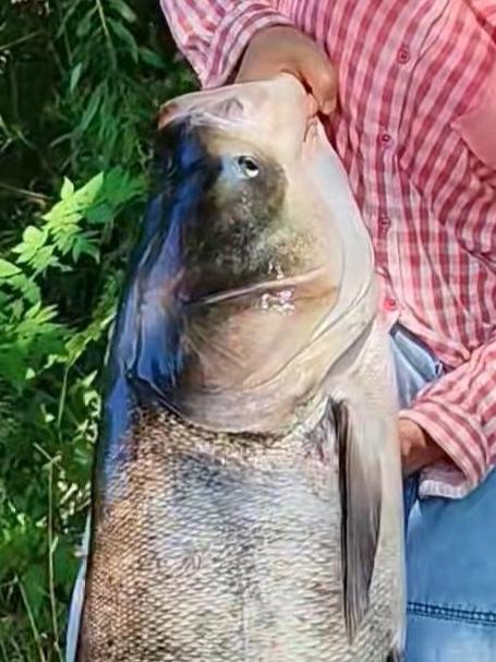 分享12种常见的淡水鱼类好不好吃 看看你都吃过没