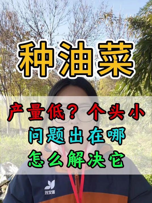 油菜产量低个头小,问题出在哪怎么解决