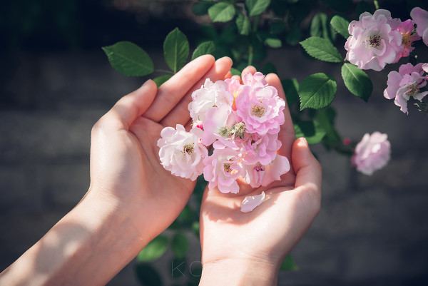 图片[5]-Blooming rose-六色网