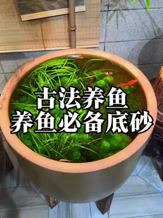 古法养鱼咋让缸水清澈?底砂水草搭配有门道