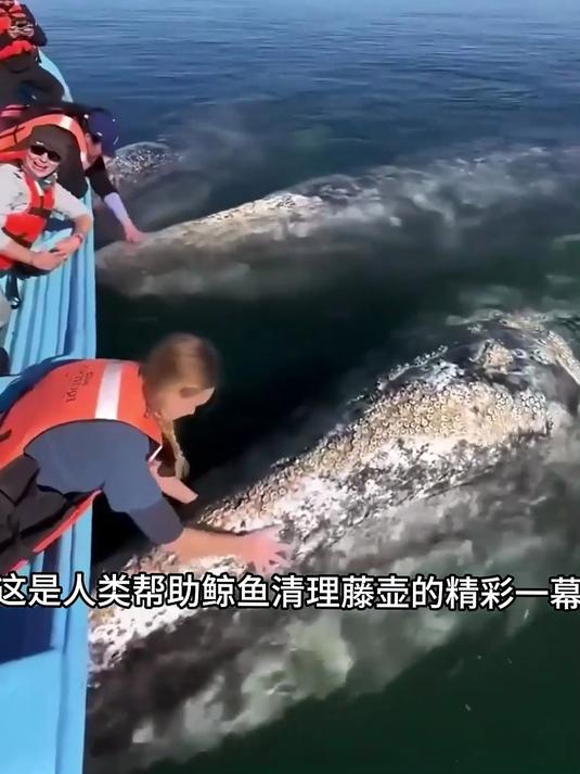人类帮助鲸鱼清理藤壶 人类帮助鲸鱼清理藤壶