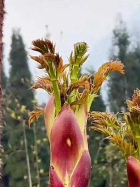 分享20种农村常见的野菜，你都吃过哪几种呀？