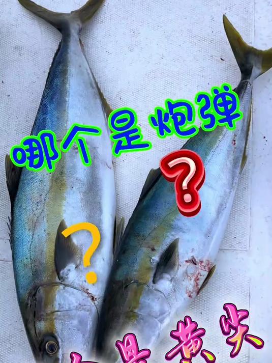 黄尖子鱼和炮弹鱼如何分辨!