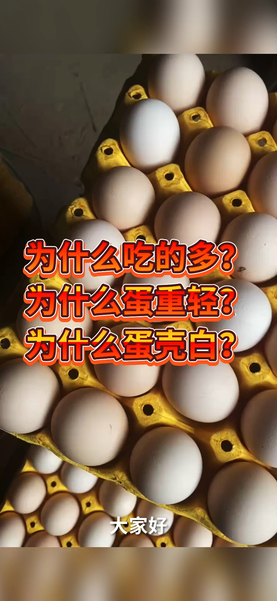 为什么蛋鸡吃的多?为什么蛋重轻?为什么蛋壳白?